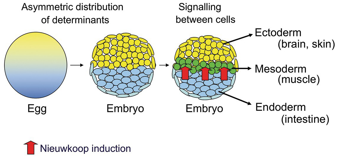 Animal Development and Reprogramming (Chapter 1) - Development