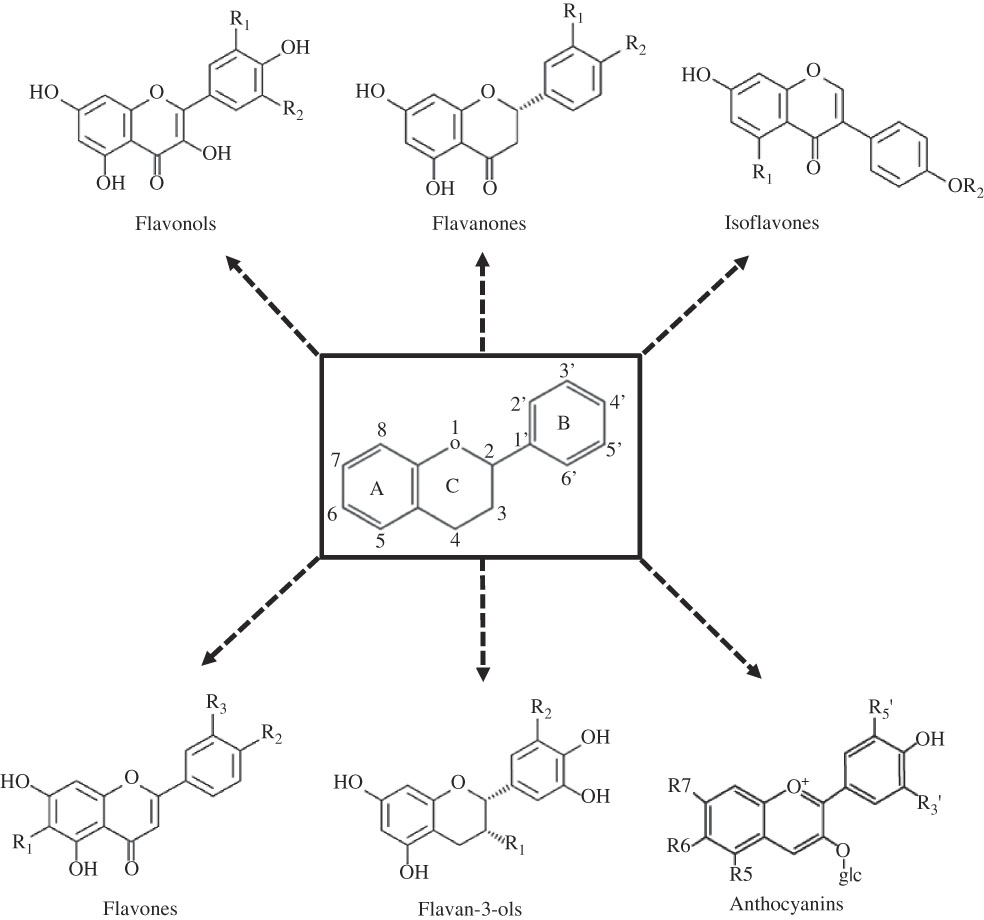 Dietary Flavonoids As A Potential Intervention To Improve Redox Balance ...