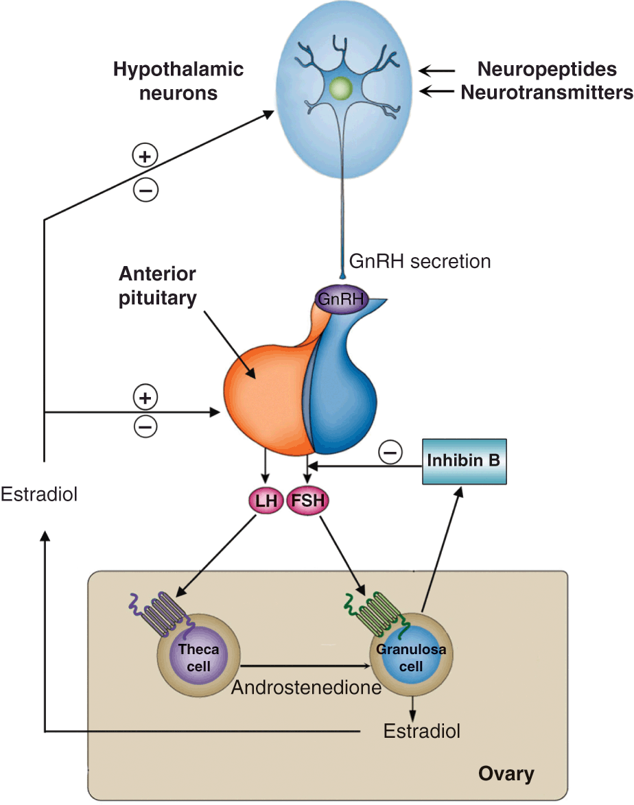 Normal Physiology of ACTH and GH Release in the Hypothalamus and Anterior  Pituitary in Man - Endotext - NCBI Bookshelf