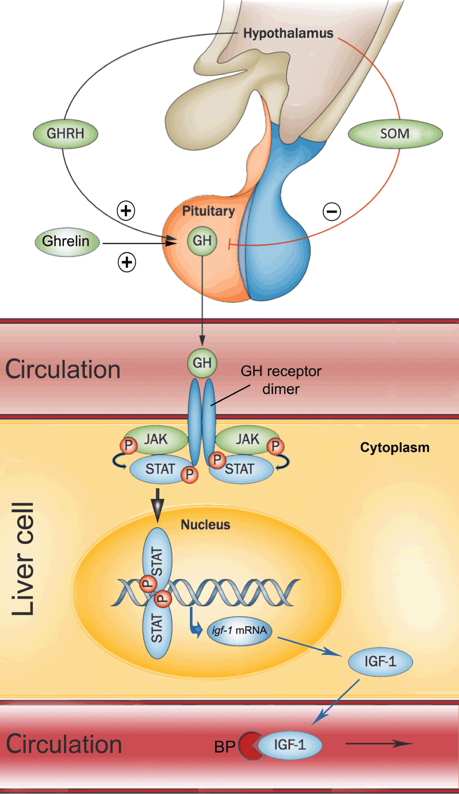 glutathione in murrieta ca glutathione shots in murrieta ca Glutathione IV Vitamin Therapy Treatments  in Temecula