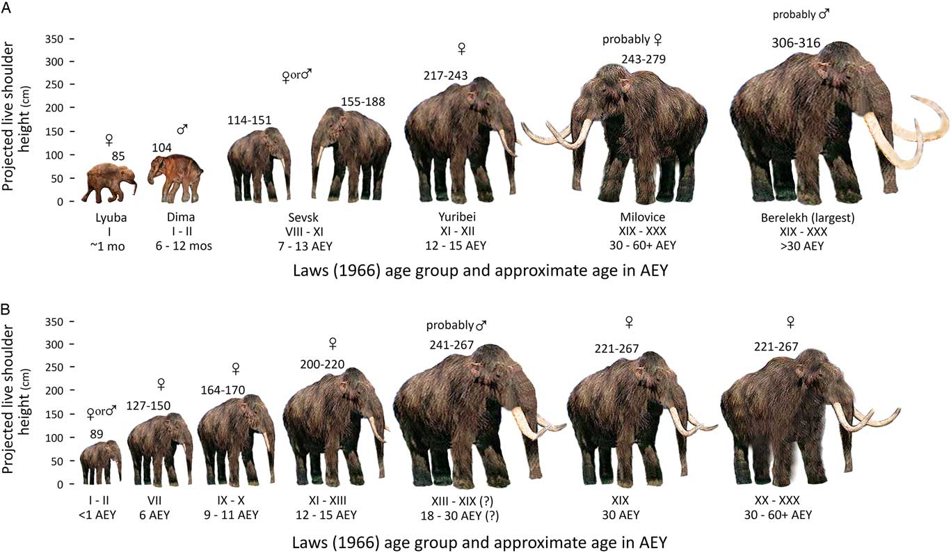 Woolly Mammoth Compared To Elephant Size