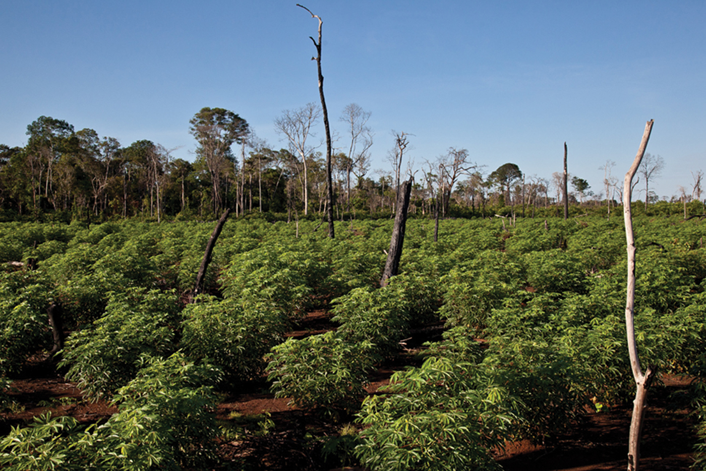 Frontiers  Pre-Columbian cultivation of vegetatively propagated and fruit  tree tropical crops in the Atacama Desert