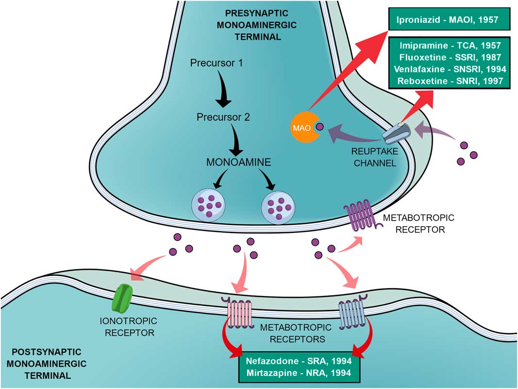 Antidepressants Mechanism Of Action