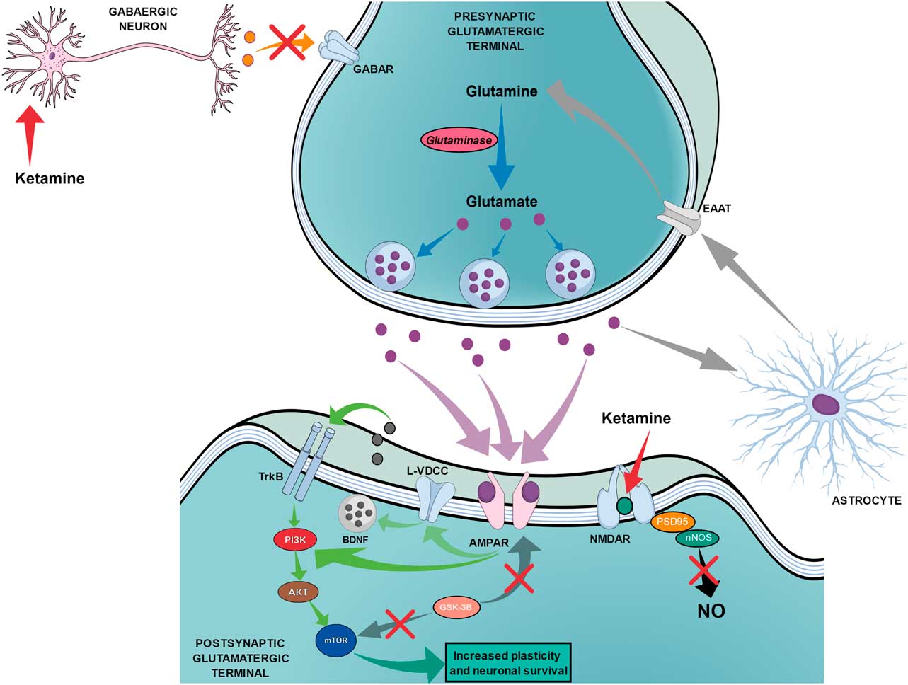 Antidepressants Mechanism Of Action