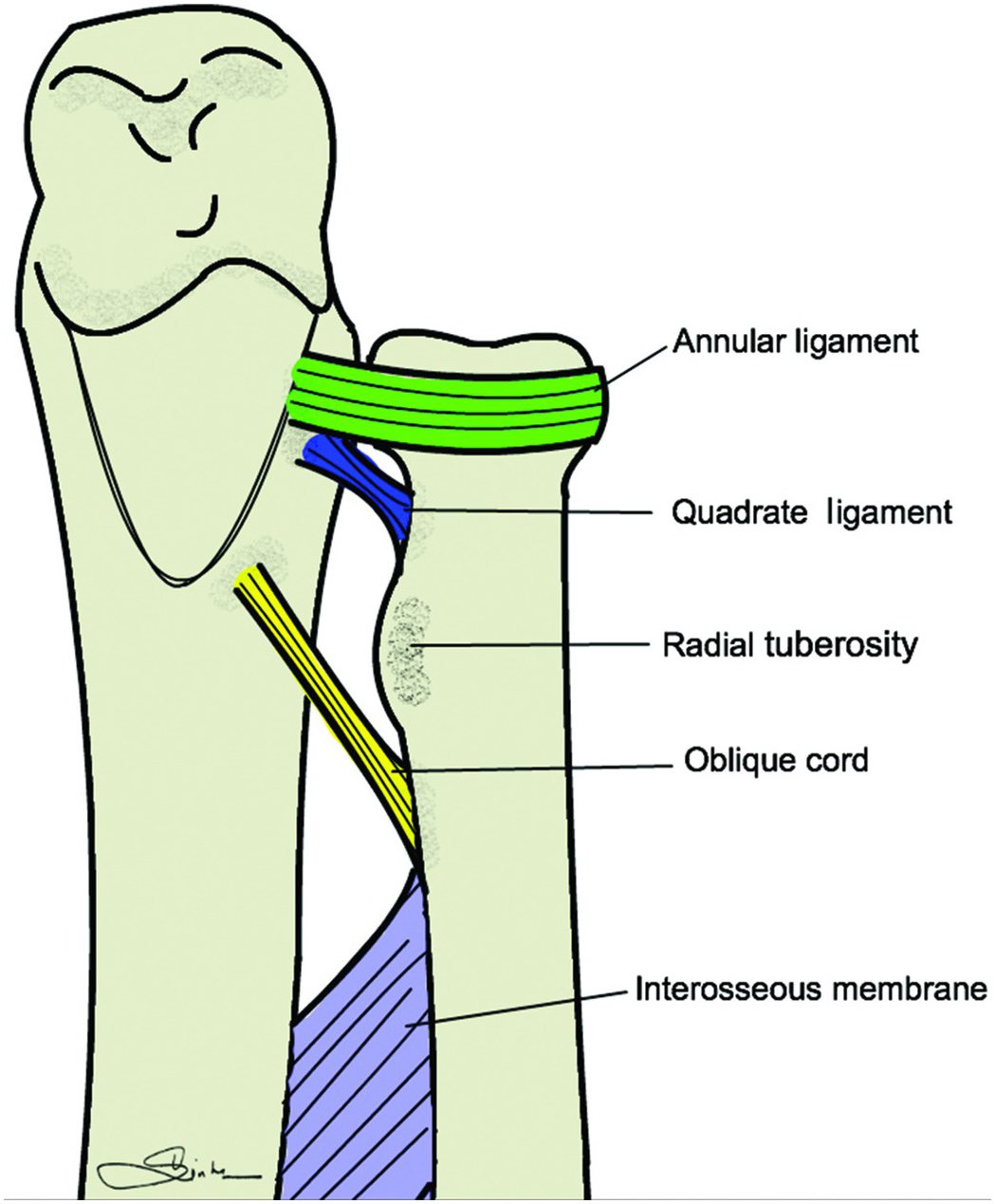 annular ligament spine