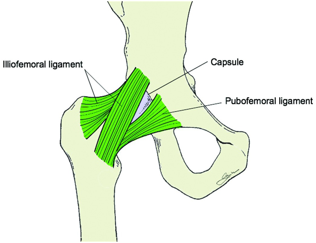 Figure 56-24 from Table 56-1 Structures within Compartments of the Thigh |  Semantic Scholar, image size:1049x806