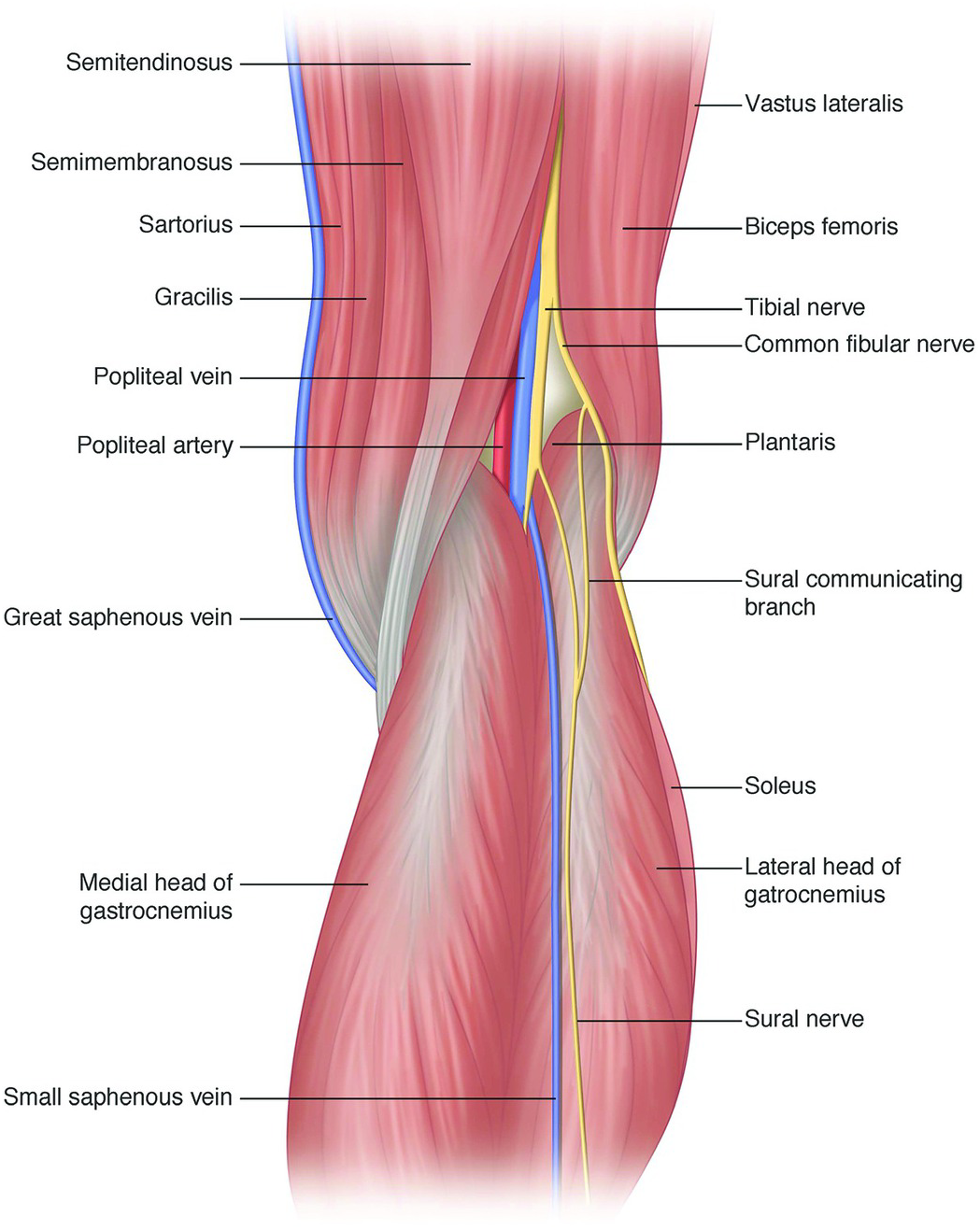 Profunda superficial gastroc vena o