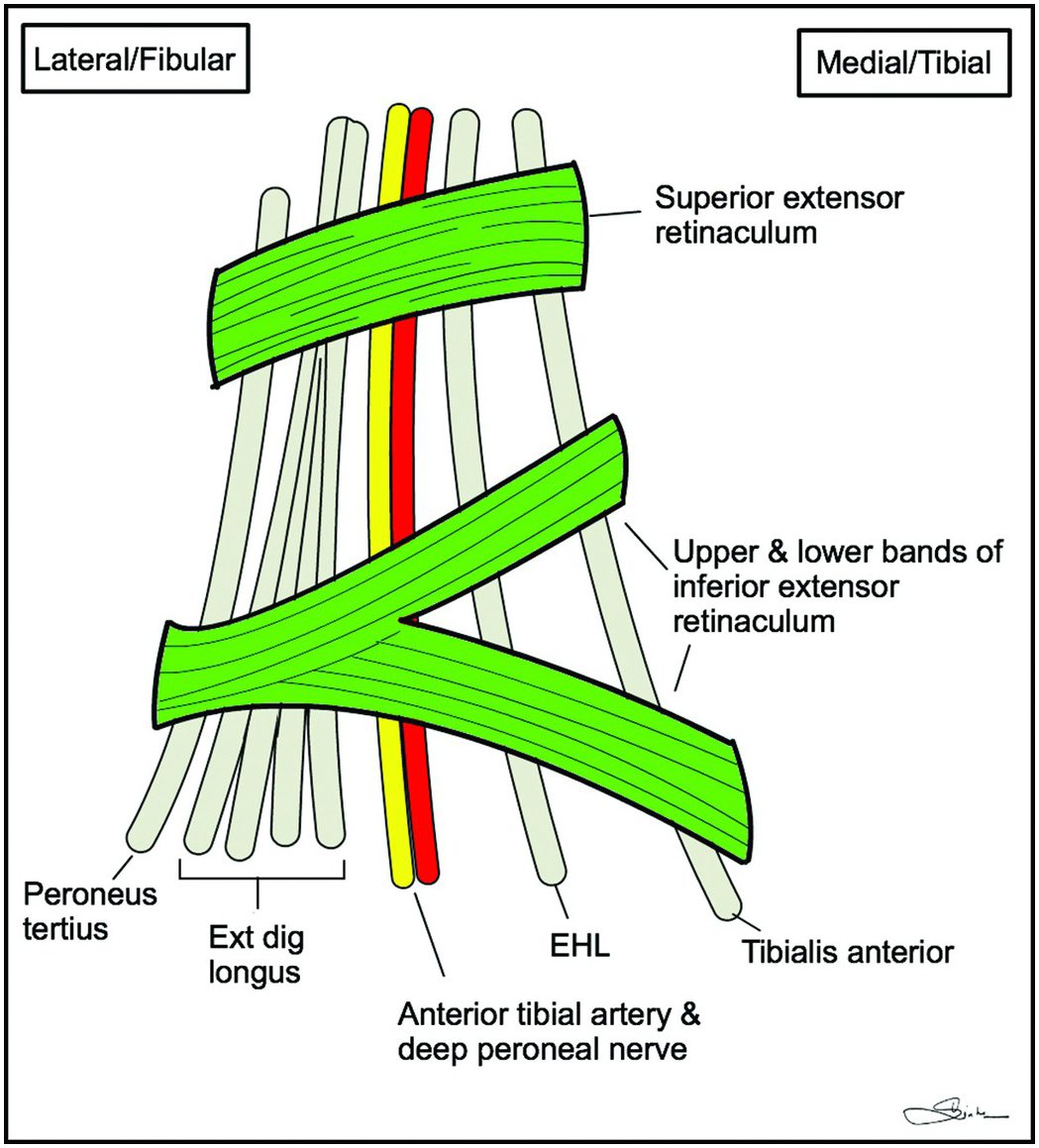 Extensor Retinaculum Compartments