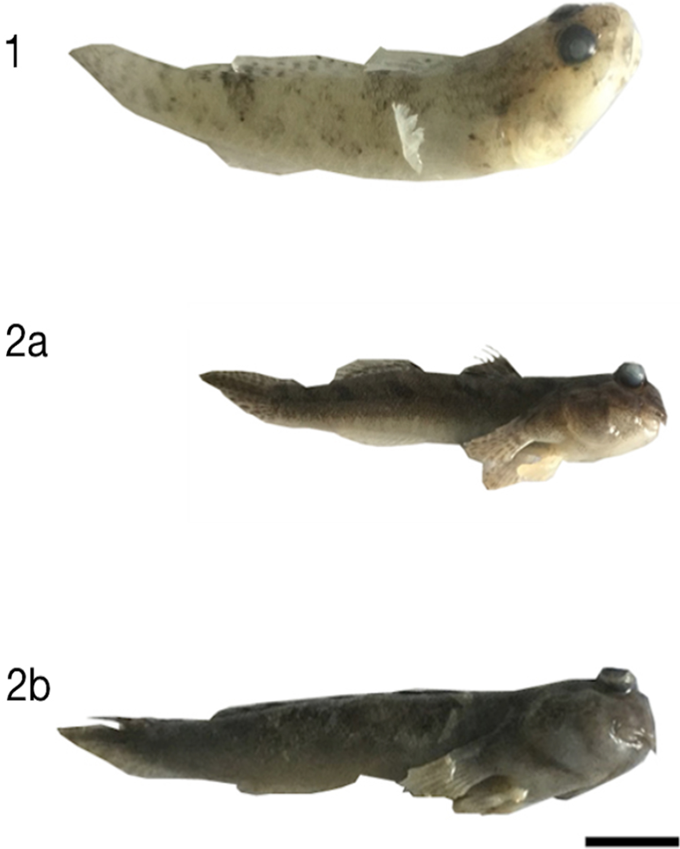 Example of pelvic fin protraction in the African lungfish