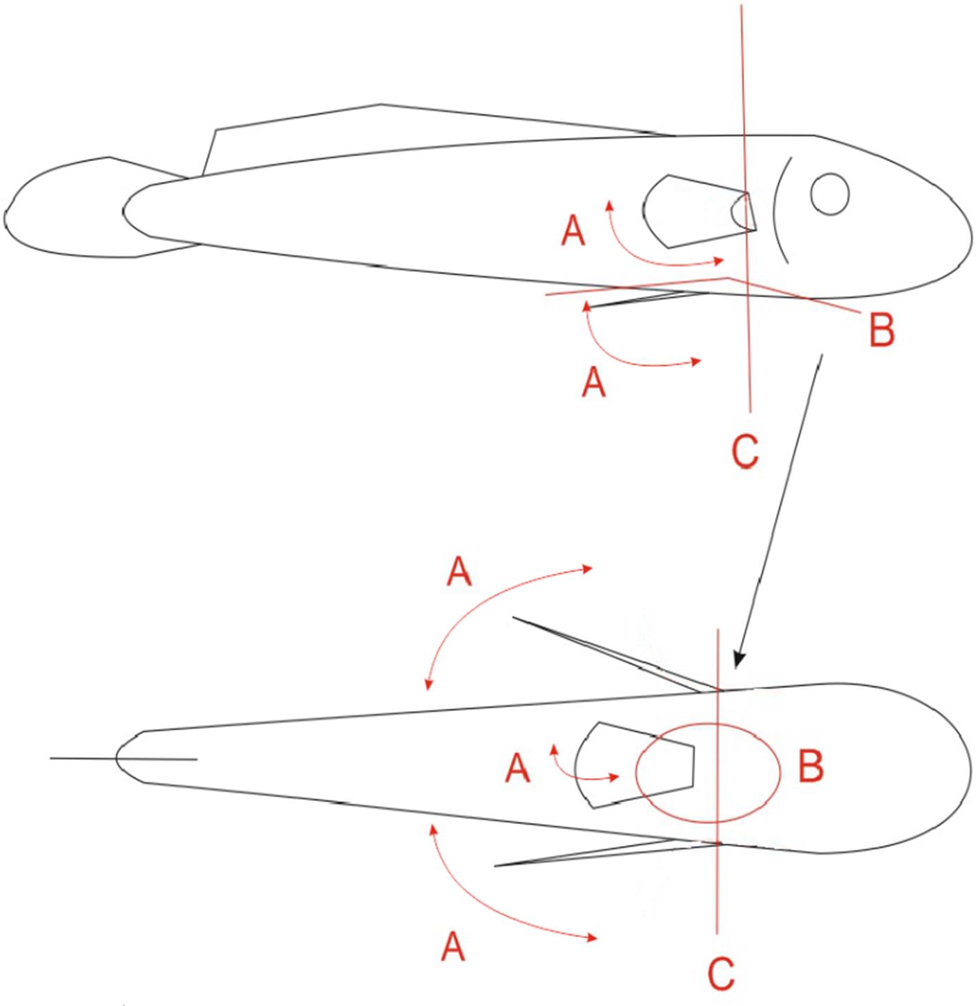 Example of pelvic fin protraction in the African lungfish