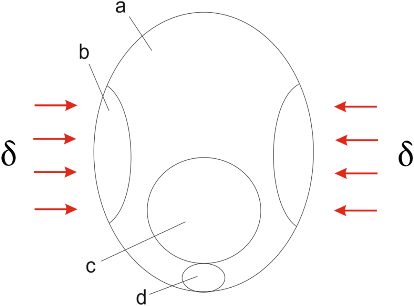 Example of pelvic fin protraction in the African lungfish