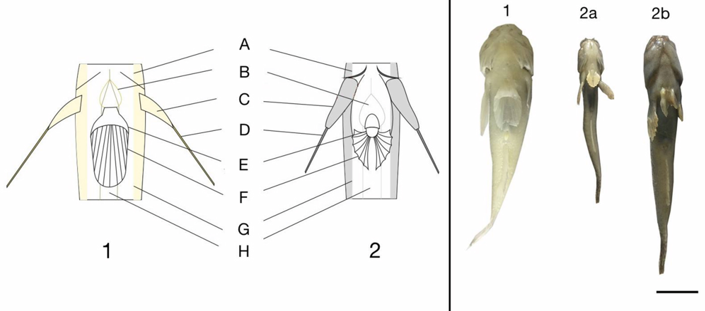 Example of pelvic fin protraction in the African lungfish