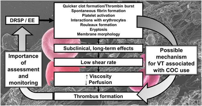 The Impact of Two Combined Oral Contraceptives Containing Ethinyl ...