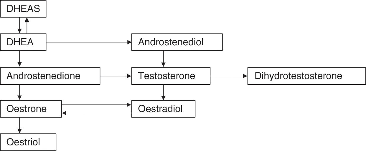 Testosterone Esters Chart