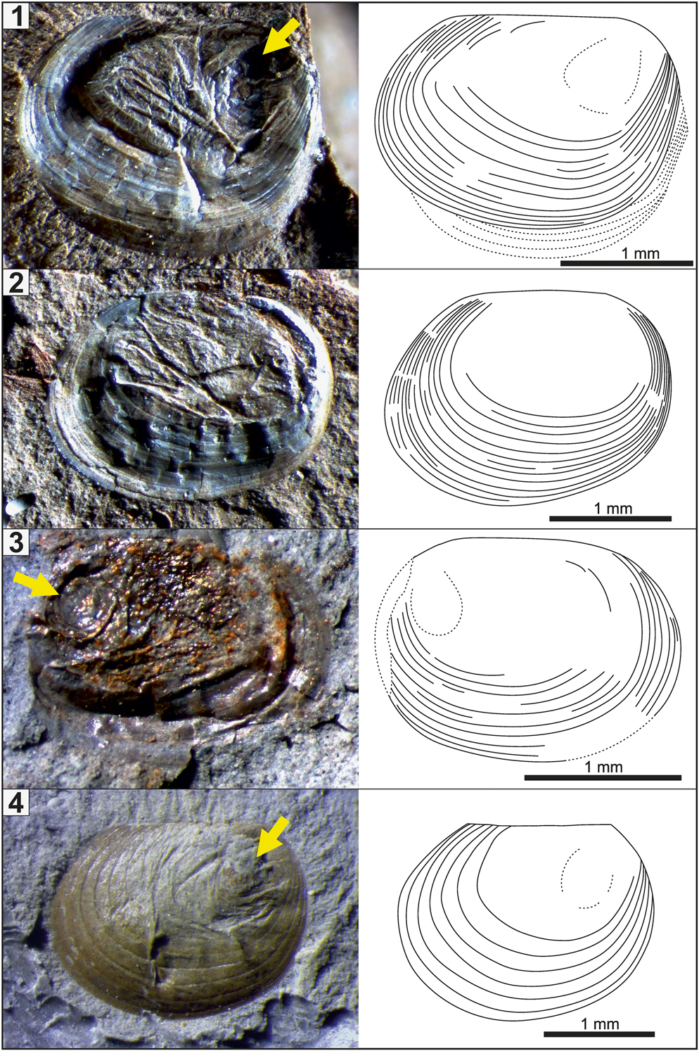 PDF) The biostratigraphic importance of conchostracans in the