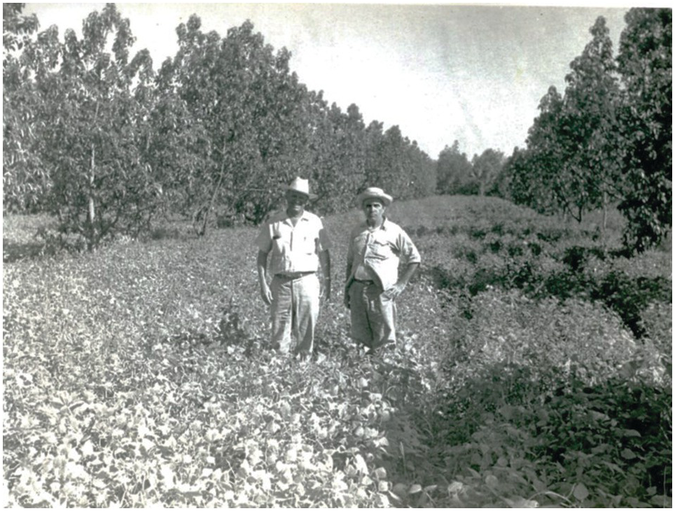 Soils And Tropical Tree Based Systems Chapter 19