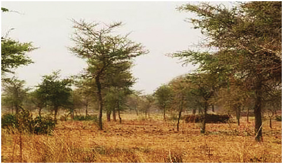 Soils And Tropical Tree Based Systems Chapter 19