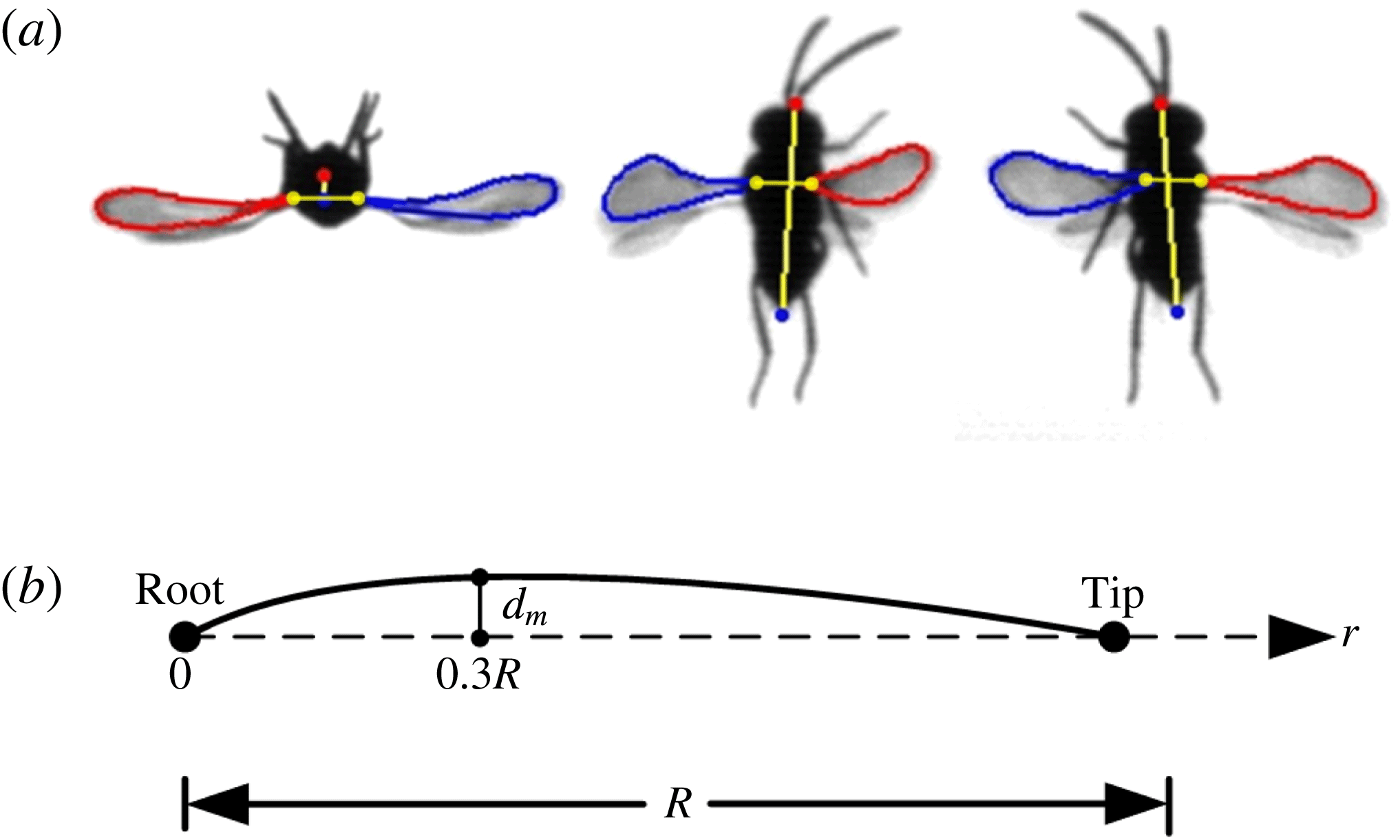 Very small insects use novel wing flapping and drag principle to