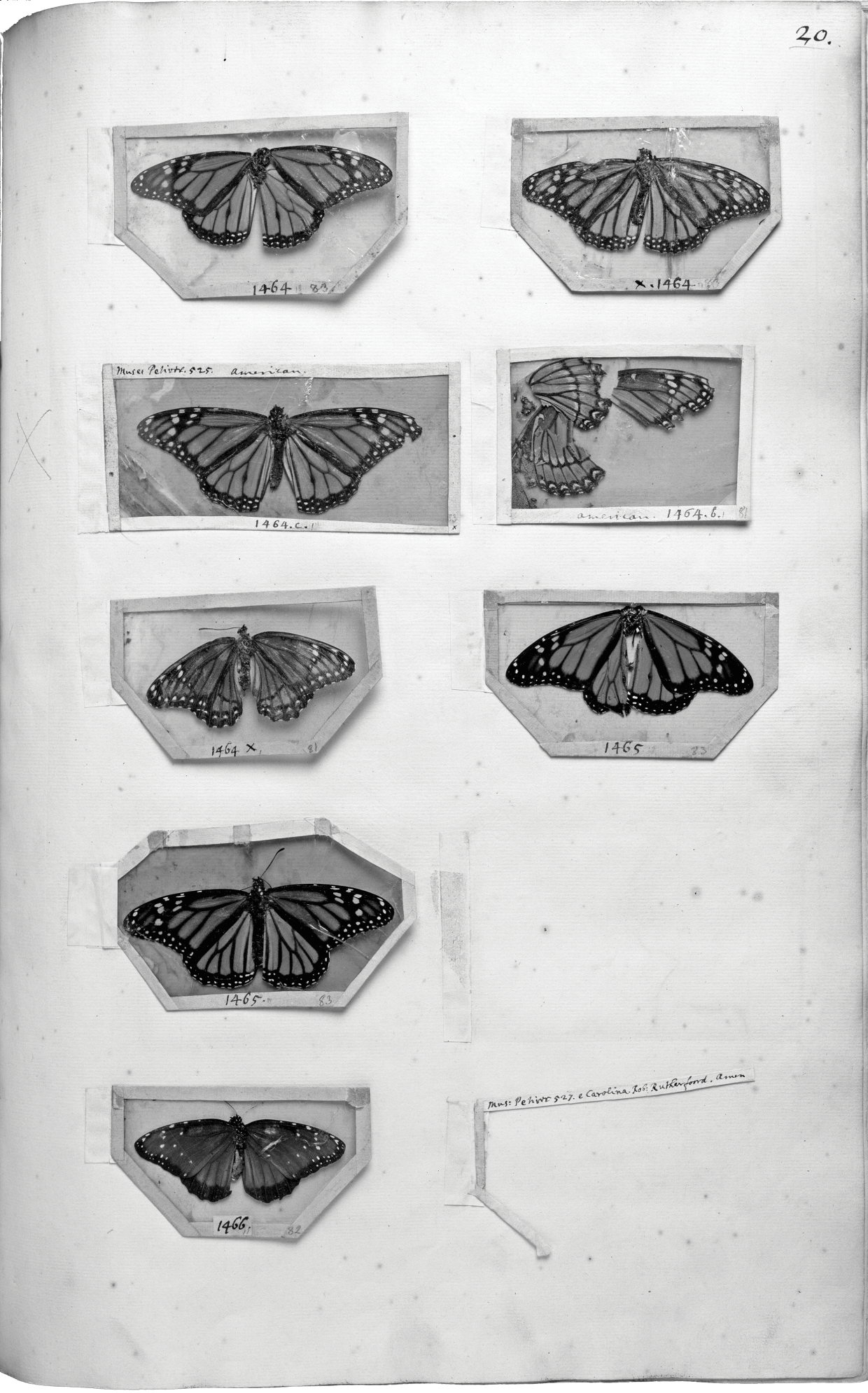 Set of 2 x Natural History Prints 18th Century Insects Pictures Reprints