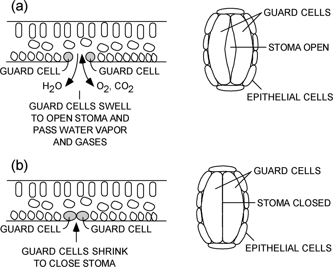 Images Of Leaf Stomata: Little Things That Matter | Microscopy Today ...