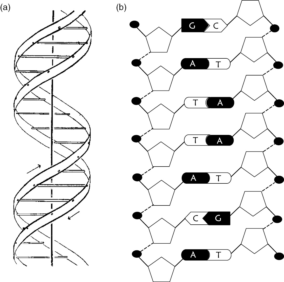 the molecularization of genes chapter
