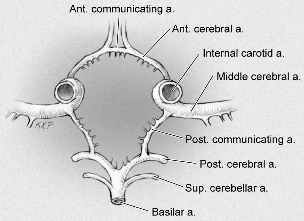 The Cerebrum - Lobes - Vasculature - TeachMeAnatomy