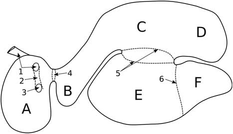 Development of an in situ procedure to evaluate the reticulo-rumen ...