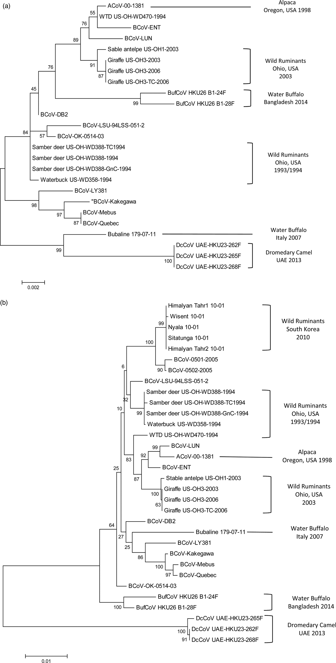 Bovine-like coronaviruses in domestic and wild ruminants | Animal ...