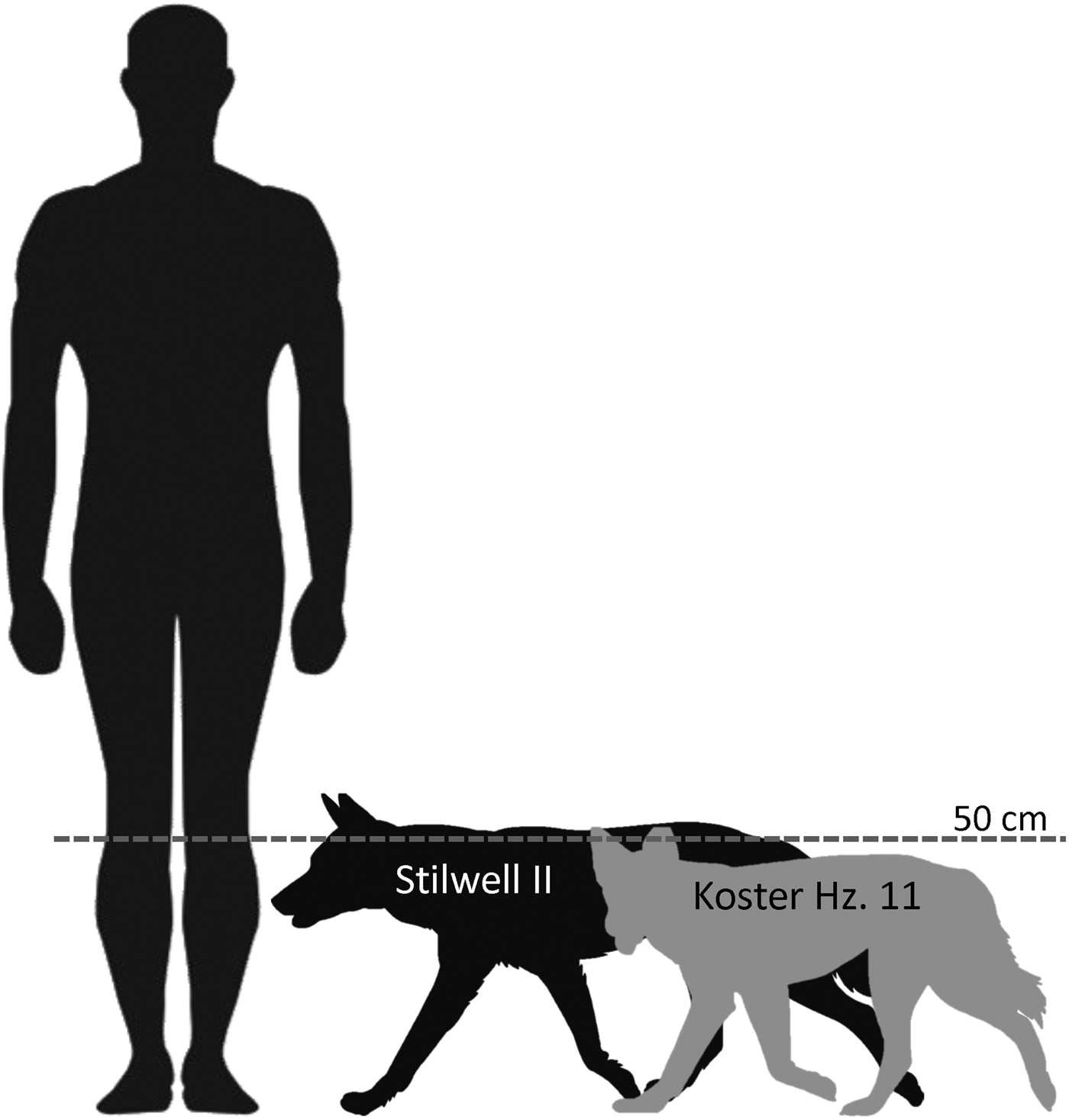 NEW EVIDENCE OF THE EARLIEST DOMESTIC DOGS IN THE AMERICAS | American  Antiquity | Cambridge Core