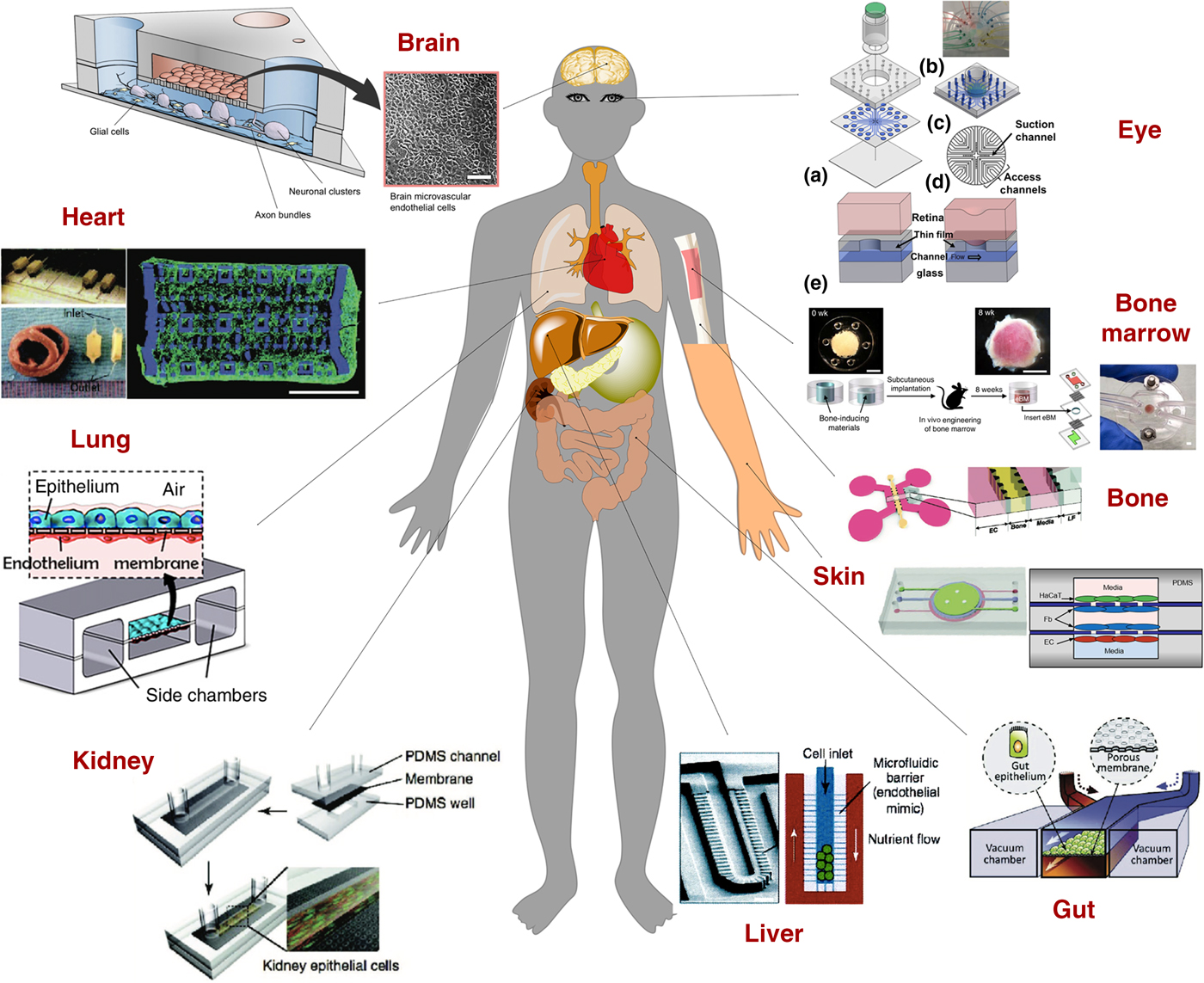 Organ On A Chip Diagram