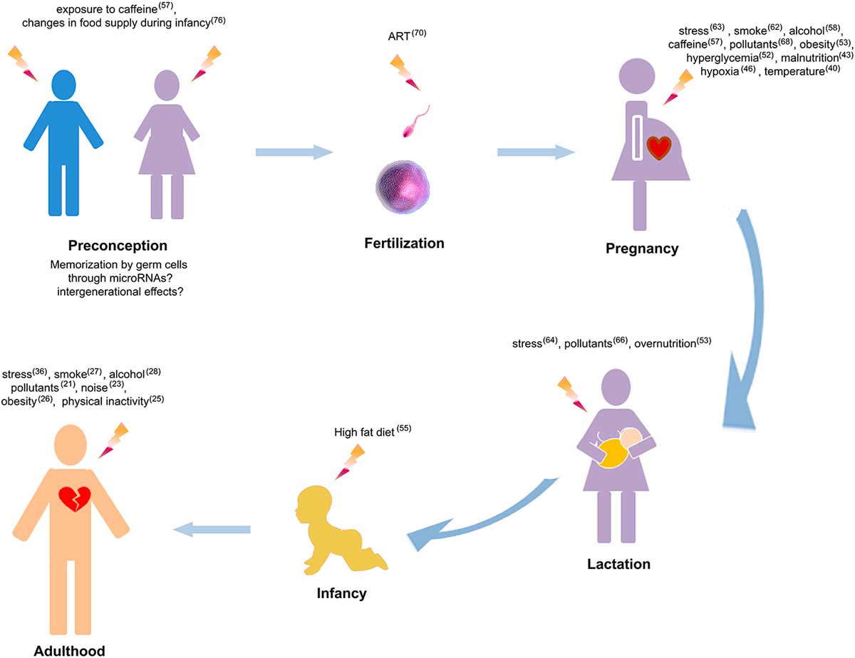 At the heart of programming: the role of micro-RNAs | Journal of 