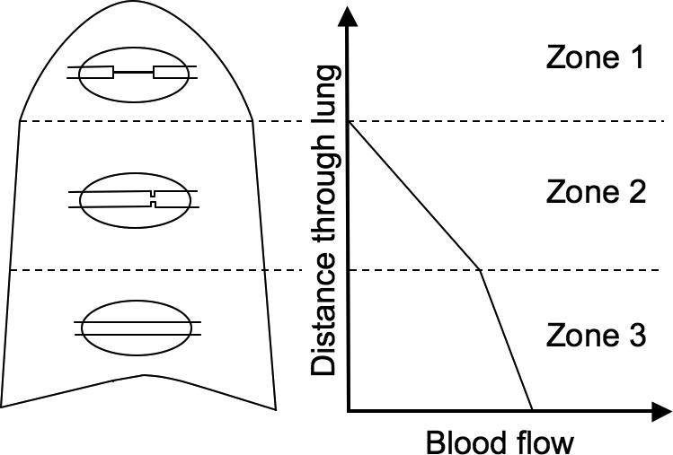 Respiratory Physiology Section 7 Physics Pharmacology And Physiology For Anaesthetists