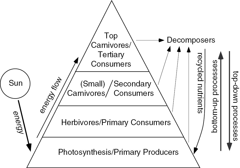 Label Ideas 2020: 31 Label The Four Tiers Of The Energy Pyramid
