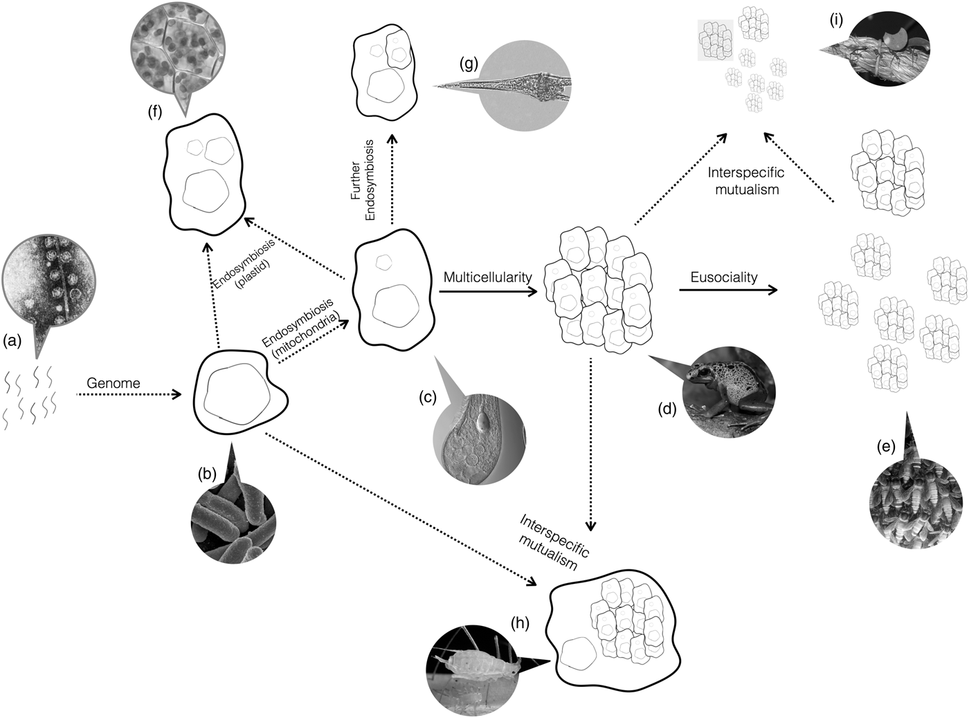 Darwin's aliens, International Journal of Astrobiology