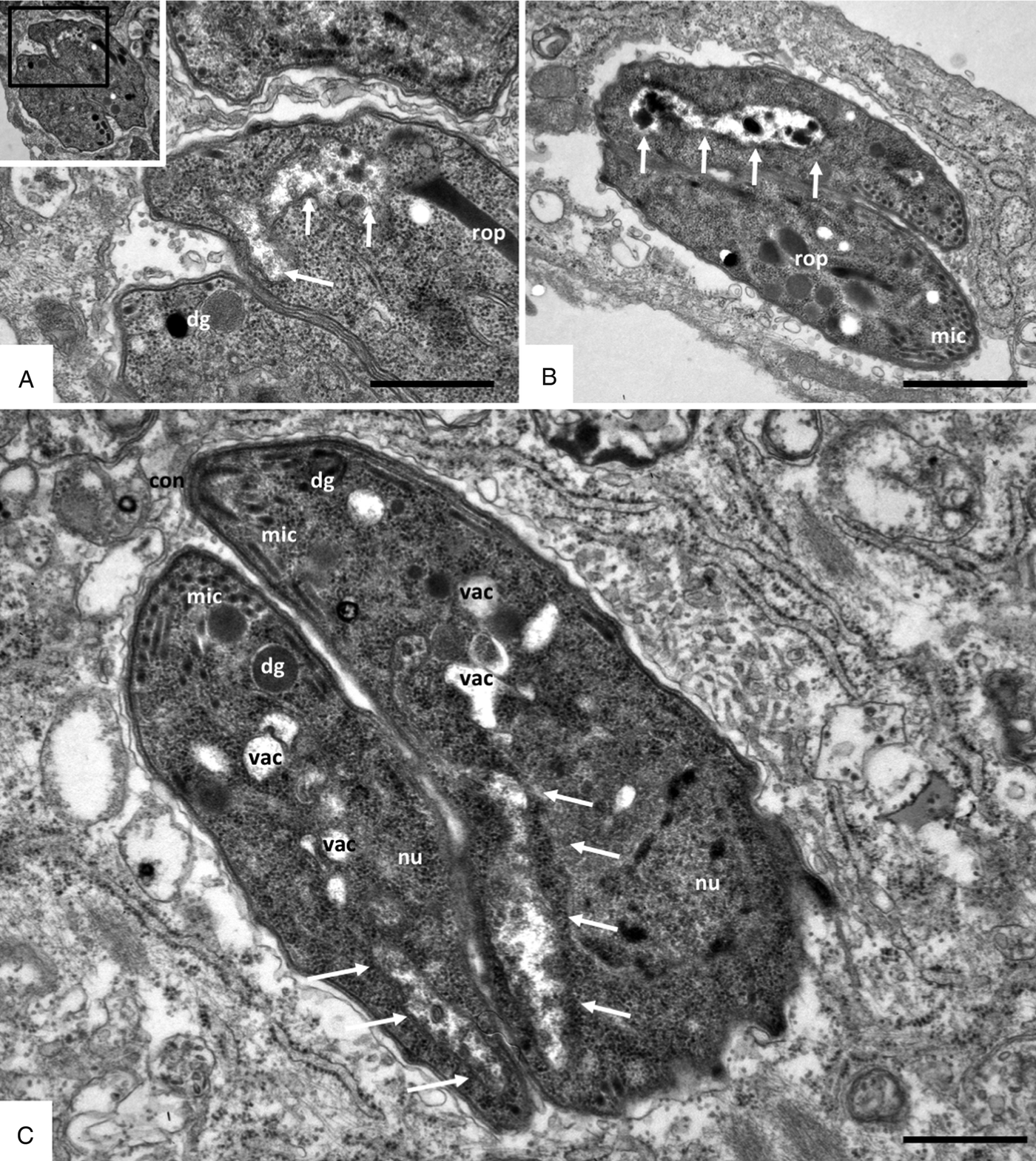 In vitro treatment of Besnoitia besnoiti with the naphto-quinone  buparvaquone results in marked inhibition of tachyzoite proliferation,  mitochondrial alterations and rapid adaptation of tachyzoites to increased  drug concentrations | Parasitology ...