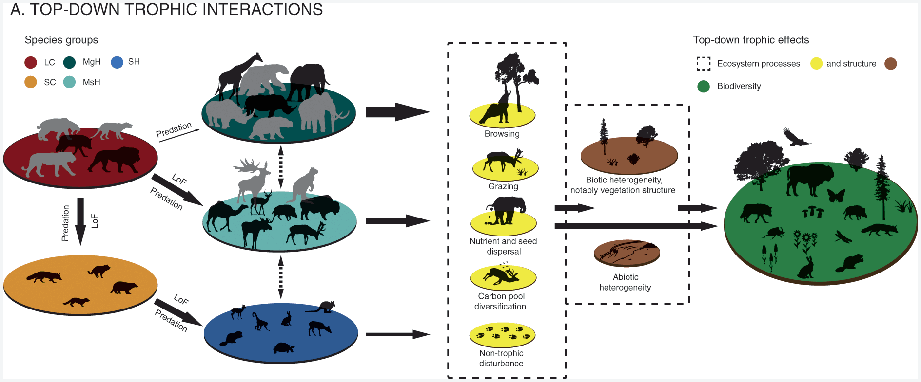 Trophic rewilding: ecological restoration of top-down trophic to promote self-regulating biodiverse ecosystems (Chapter Five) - Rewilding
