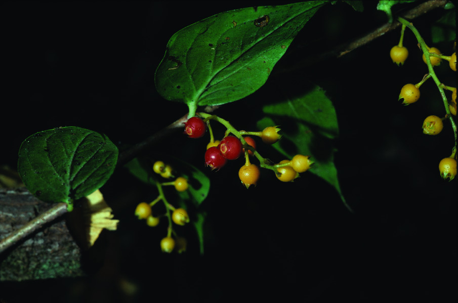RIGIOLEPIS AND VACCINIUM (ERICACEAE) IN BORNEO  Edinburgh Journal 
