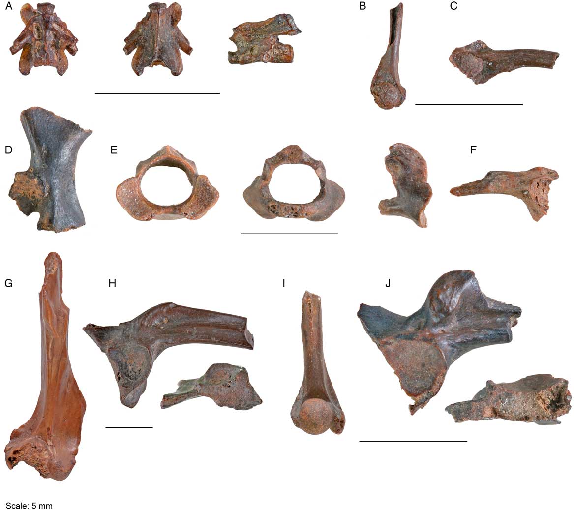 Pleistocene amphibians and squamates from the Upper Jordan Rift Valley ...