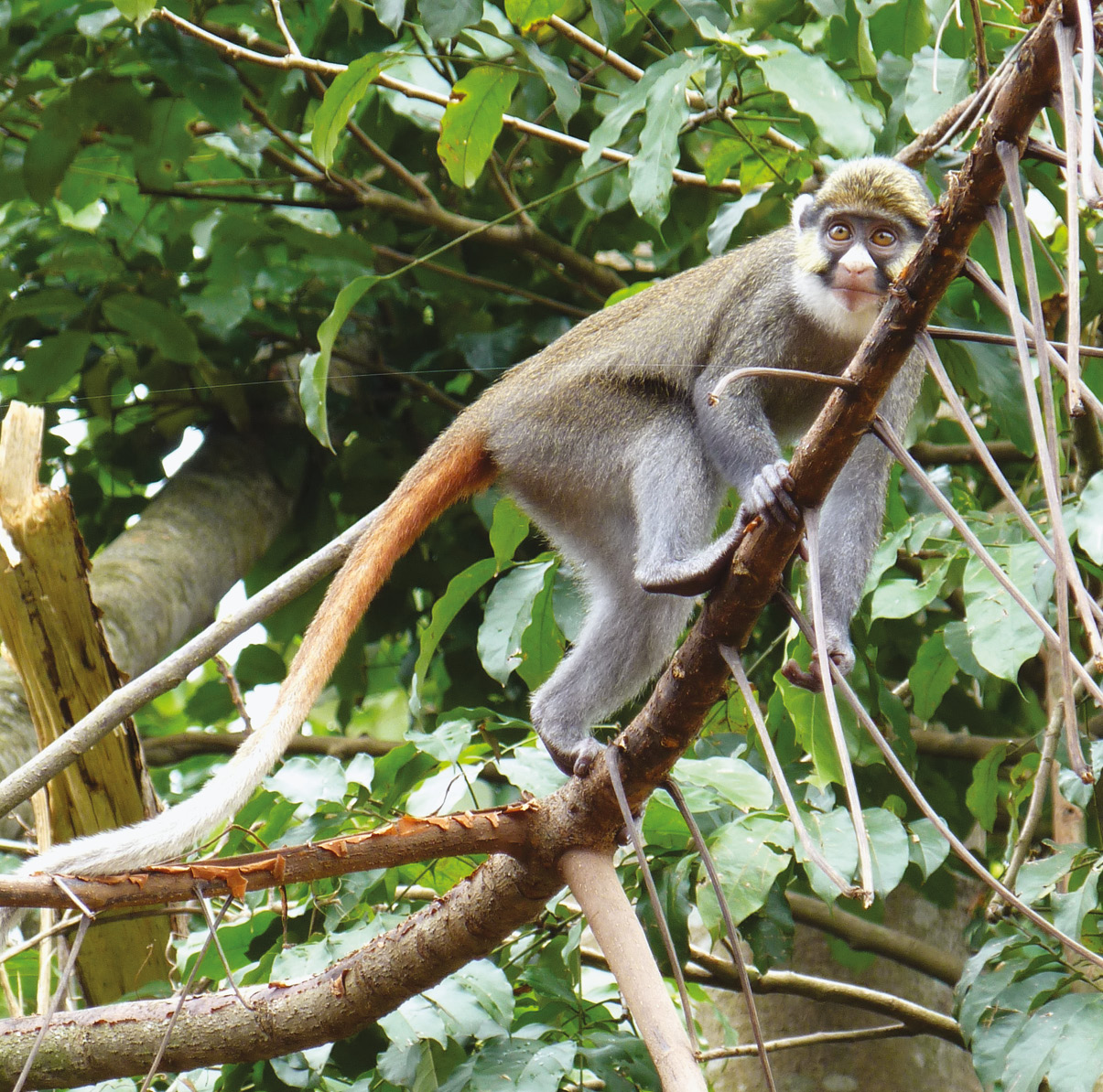 Southern patas monkeys face extinction in a decade without intervention