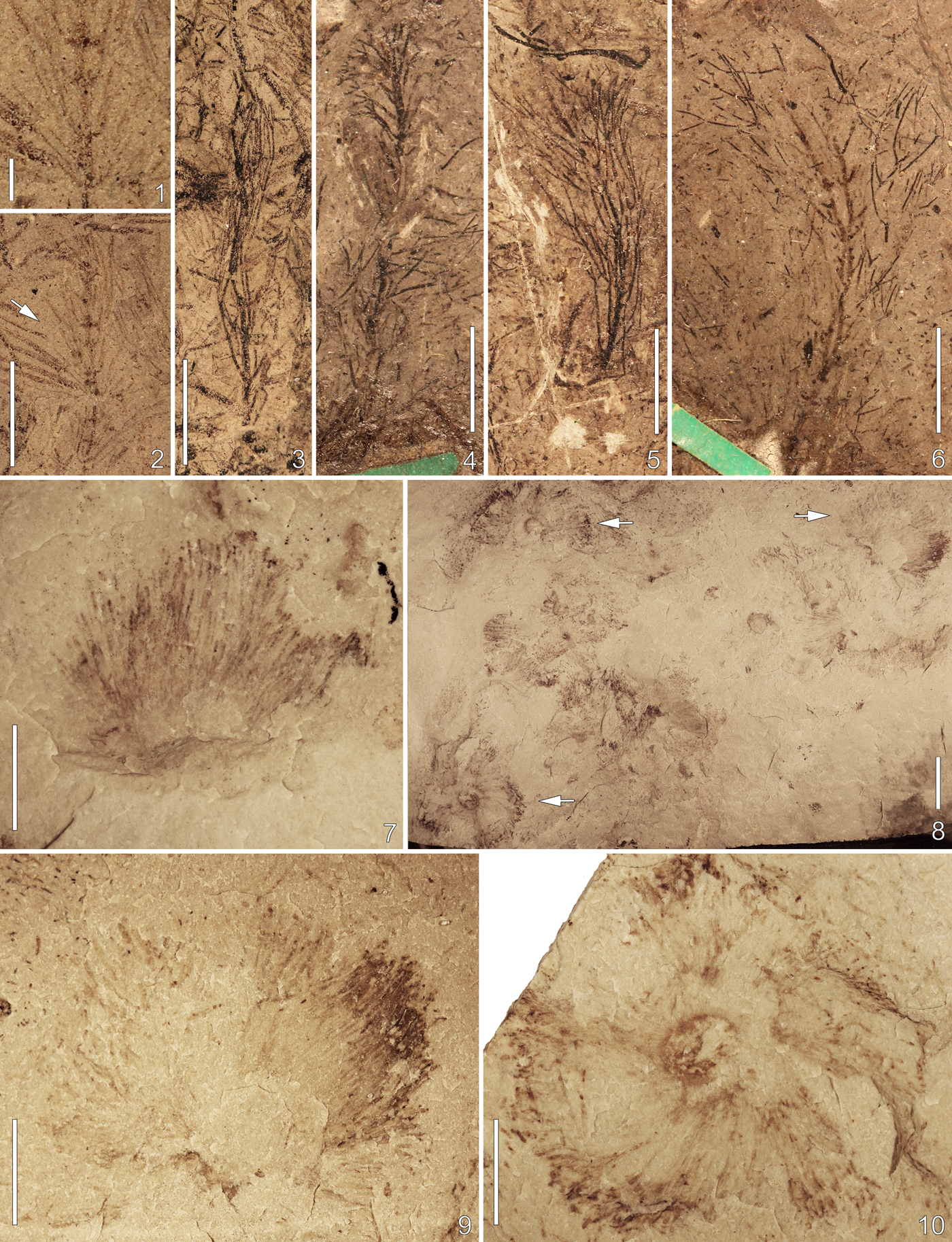 New Ordovician marine macroalgae from North America, with observations on  Buthograptus, Callithamnopsis, and Chaetocladus | Journal of Paleontology |  Cambridge Core