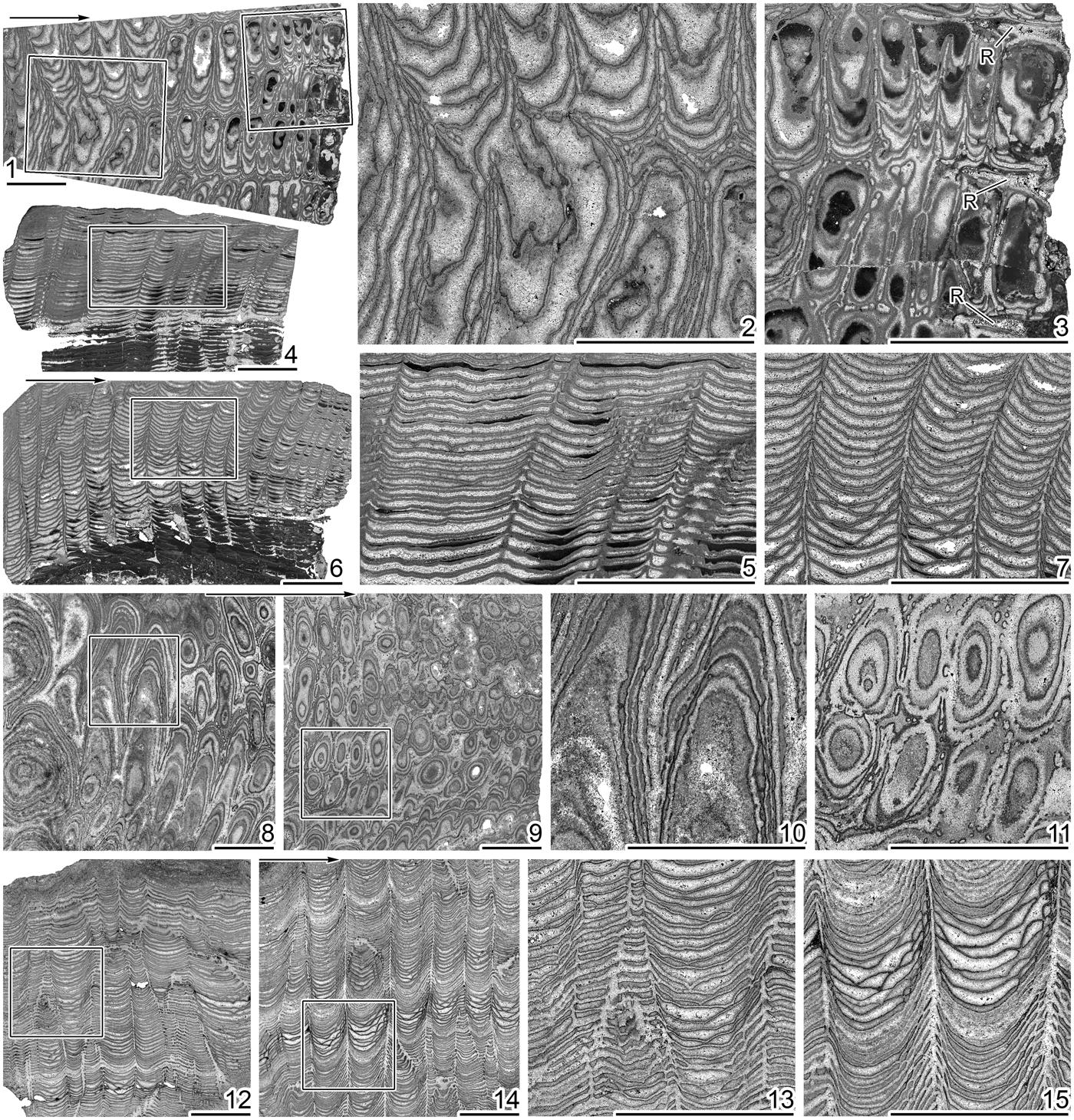 Campanian and Maastrichtian hippuritid rudists (Hippuritida, Bivalvia) of  the Chiapas Central Depression (southern Mexico) and implications for  American multiple-fold hippuritid taxonomy | Journal of Paleontology |  Cambridge Core