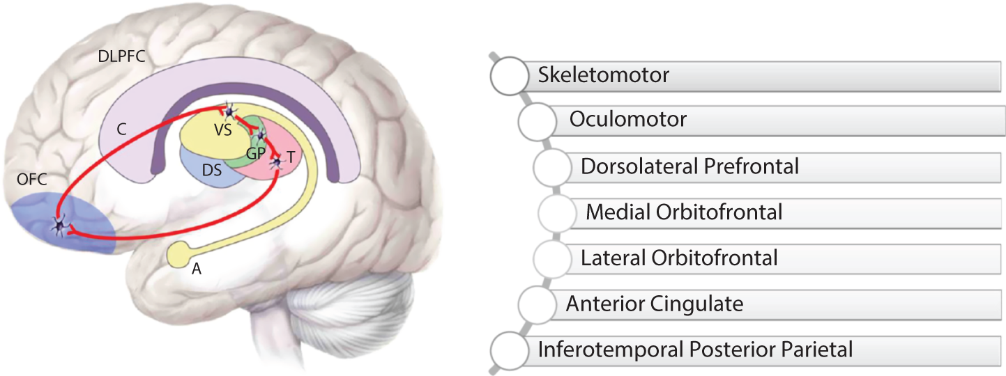 Exponential White Matter Growth And Major Fiber Tract Systems