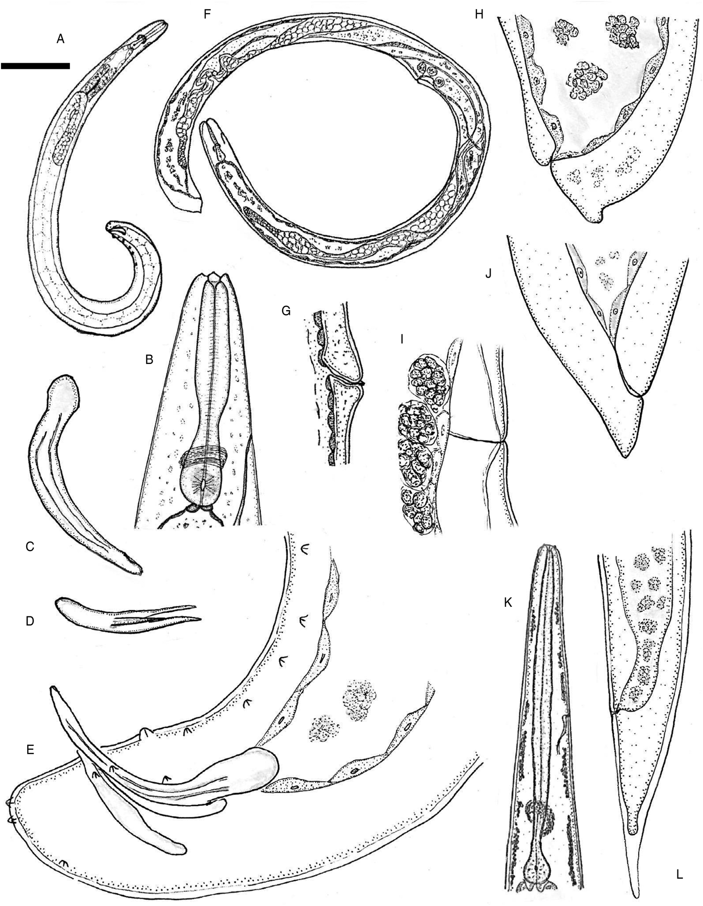 Steinernema Khuongi N Sp Panagrolaimomorpha Steinernematidae A New Entomopathogenic Nematode Species From Florida Usa Journal Of Helminthology Cambridge Core