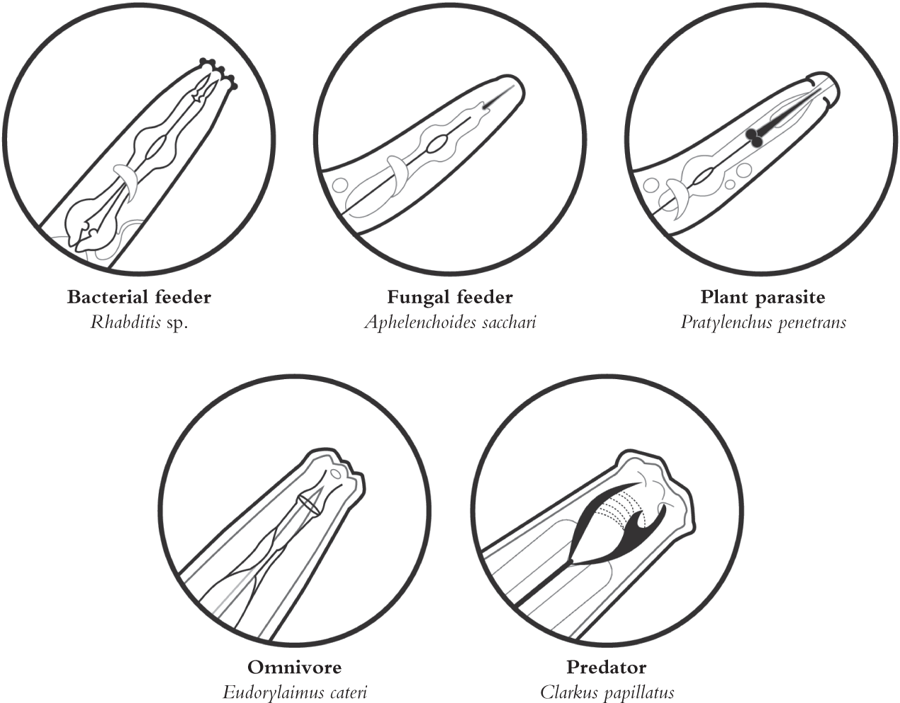 soil fauna
