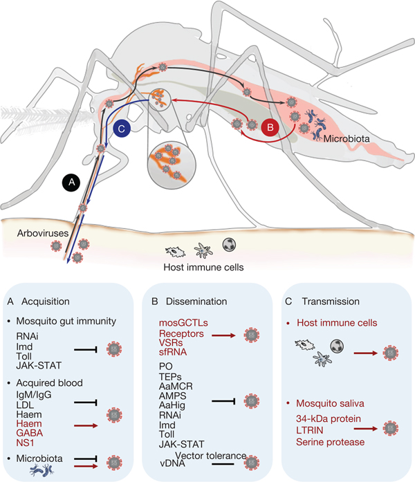 Arbovirus Lifecycle In Mosquito Acquisition Propagation - 