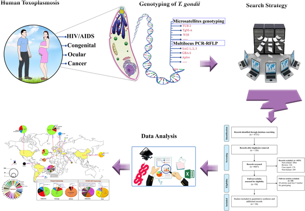 Human toxoplasmosis: a systematic review for genetic diversity of ...