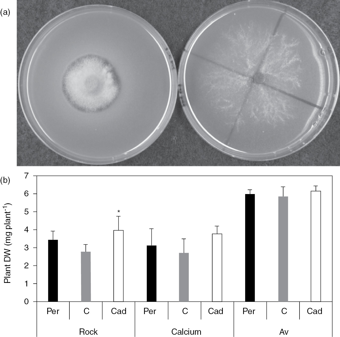 Frontiers  Mucilaginibacter sp. K Improves Growth and Induces