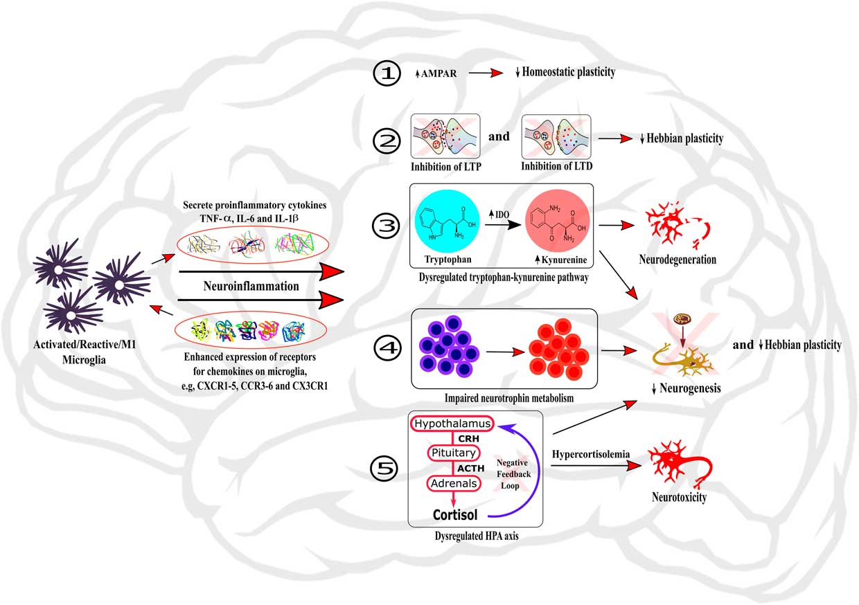 Neuroinflammation And Cognition Across Psychiatric Conditions | CNS ...