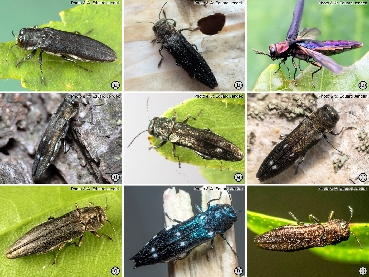 hue important Walk around First molecular phylogeny of Agrilus (Coleoptera: Buprestidae), the largest  genus on Earth, with DNA barcode database for forestry pest diagnostics |  Bulletin of Entomological Research | Cambridge Core