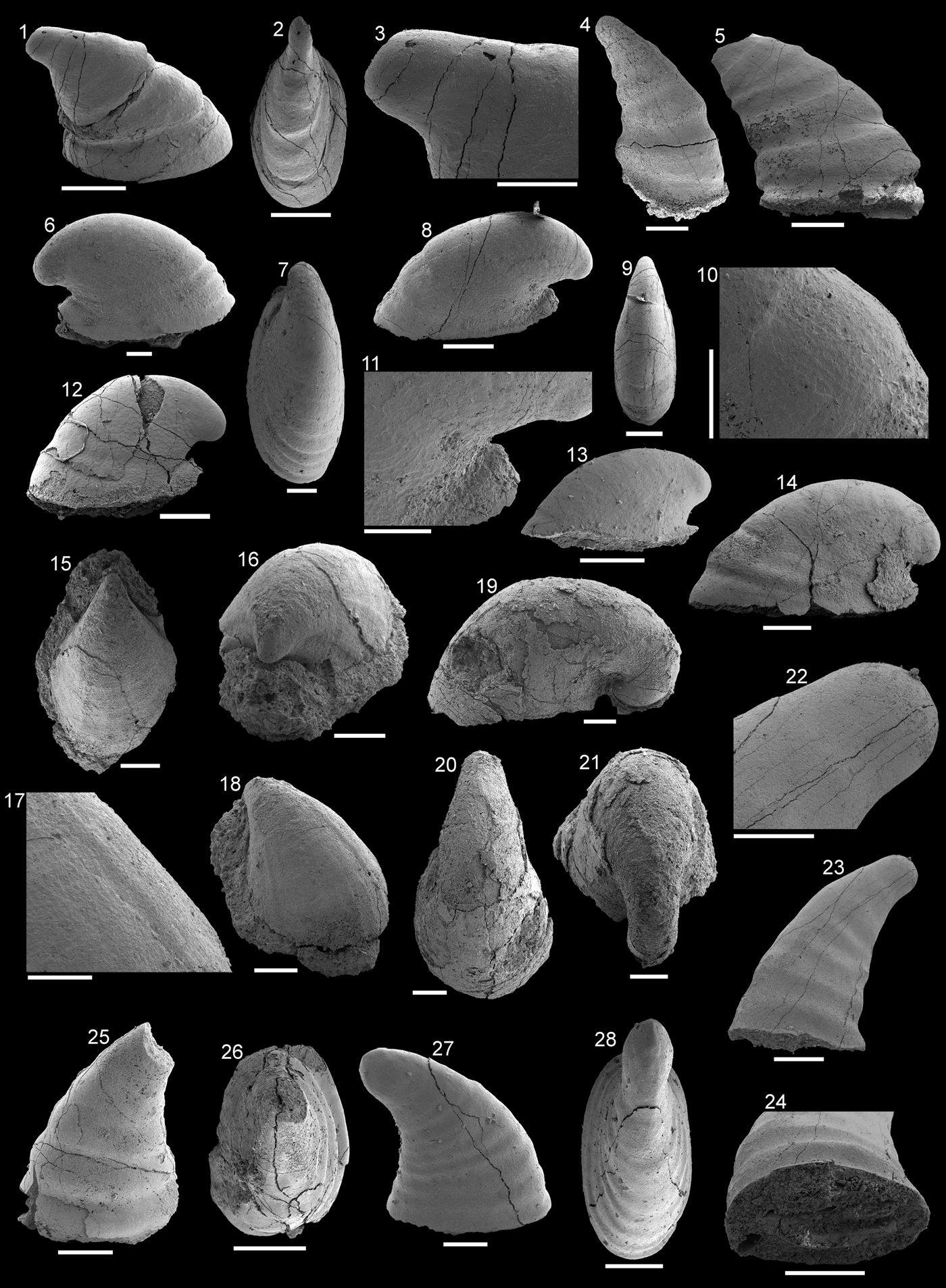 Mollusks from the upper Shackleton Limestone (Cambrian Series 2), Central  Transantarctic Mountains, East Antarctica | Journal of Paleontology |  Cambridge Core